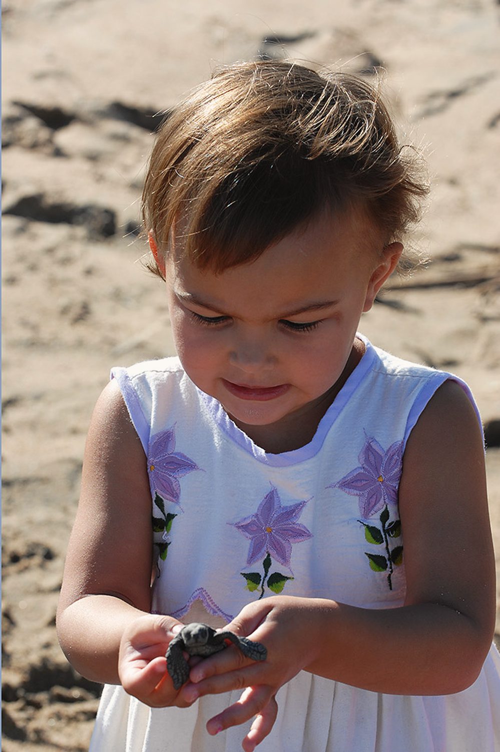 A small child looking down at a baby sea turtle held in their hands on the beach