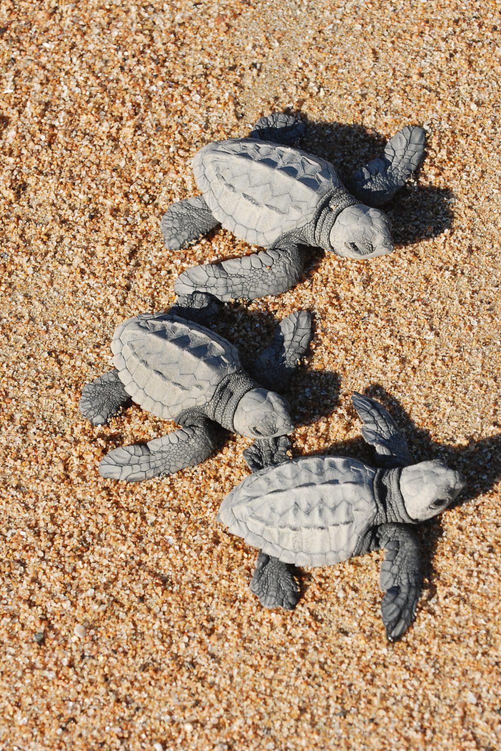 Three baby sea turtles crawling across the sand