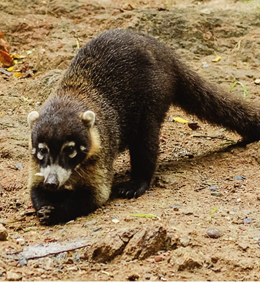 A white-nosed coati foraging on the ground